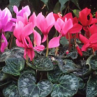 Cyclamen (One for $20)