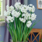 Paperwhites (Two for $40)