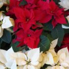 Poinsettia  (Two for $50)